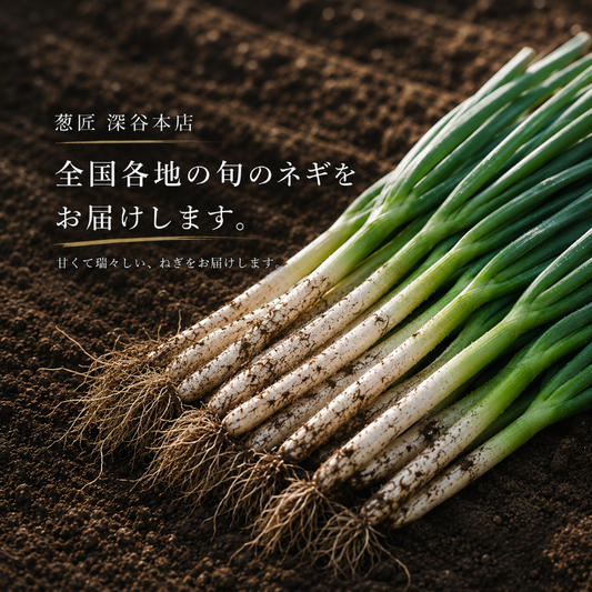 【葱匠厳選】旬の長ねぎ 規格外品　5ｋｇ