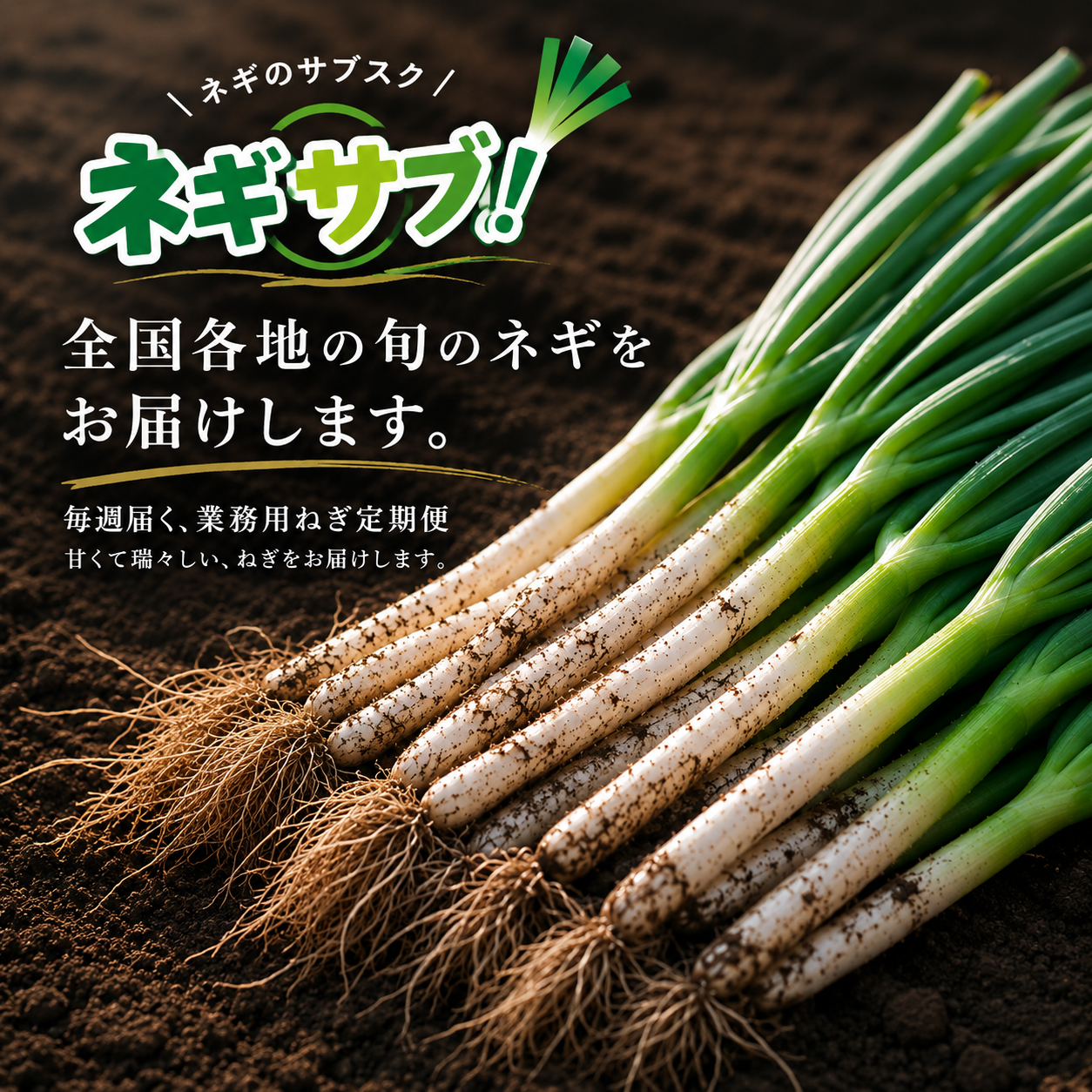 【厳選】旬の長ねぎ 規格外品　10ｋｇ